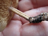 Gymnopus luxurians image