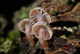 Mycena corticola image