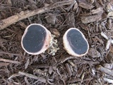 Scleroderma bovista image