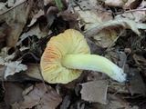Hygrocybe aurantiosplendens image