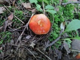 Hygrocybe aurantiosplendens image