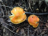 Hygrocybe aurantiosplendens image