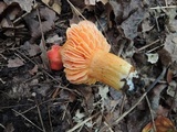Hygrocybe aurantiosplendens image