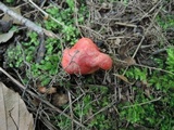 Hygrocybe aurantiosplendens image
