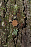 Mycena corticola image