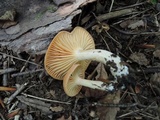 Cuphophyllus pratensis image