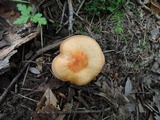 Cuphophyllus pratensis image
