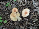 Cuphophyllus pratensis image