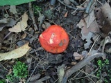 Hygrocybe aurantiosplendens image