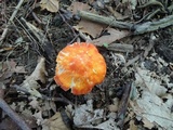 Hygrocybe aurantiosplendens image