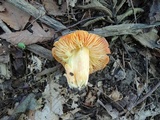 Hygrocybe aurantiosplendens image