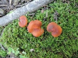 Rhodocybe nitellina image