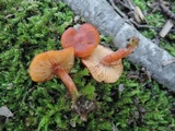 Rhodocybe nitellina image