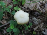 Entoloma whiteae image
