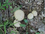 Boletus pallidus image