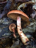 Cortinarius bolaris image