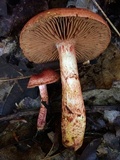 Cortinarius bolaris image