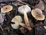 Lactarius quietus image