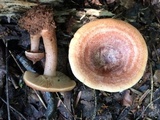 Lactarius quietus image