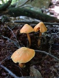 Entoloma quadratum image