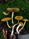 Cortinarius luteus image