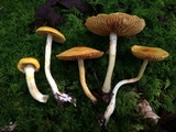 Cortinarius luteus image