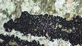 Ascodichaena rugosa image