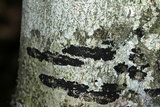 Ascodichaena rugosa image