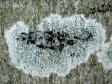 Ascodichaena rugosa image