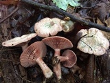 Lactarius subpurpureus image