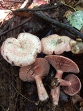 Lactarius subpurpureus image
