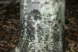 Ascodichaena rugosa image