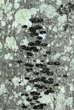Ascodichaena rugosa image