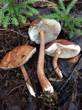 Austroboletus gracilis image