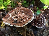 Hydnellum peckii image