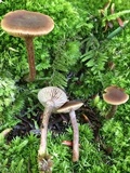 Inocybe tubarioides image