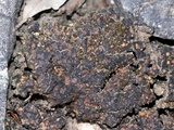 Endocarpon petrolepideum image