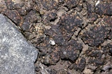 Endocarpon petrolepideum image