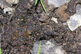 Endocarpon petrolepideum image
