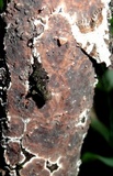 Peniophora albobadia image