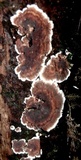 Peniophora albobadia image