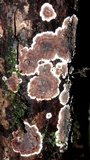 Peniophora albobadia image