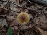Amanita sect. Vaginatae image