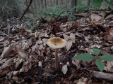 Amanita sect. Vaginatae image