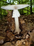 Amanita atkinsoniana image