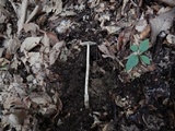 Amanita sect. Vaginatae image