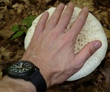Amanita atkinsoniana image