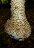 Amanita atkinsoniana image