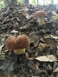 Boletus subluridellus image