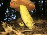 Boletus subluridellus image